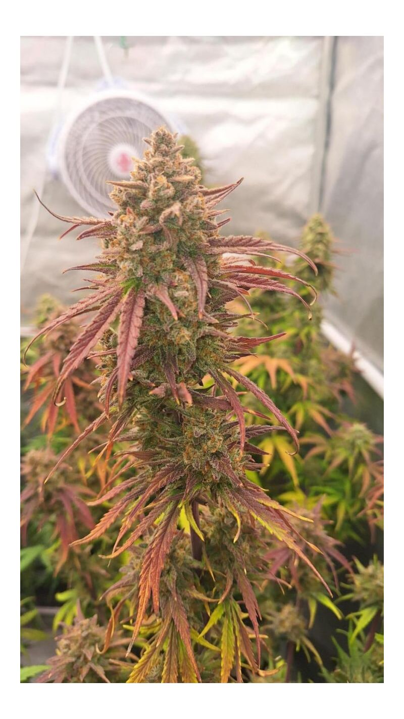 Frostbanger Auto, Фасовка: 3, изображение 5